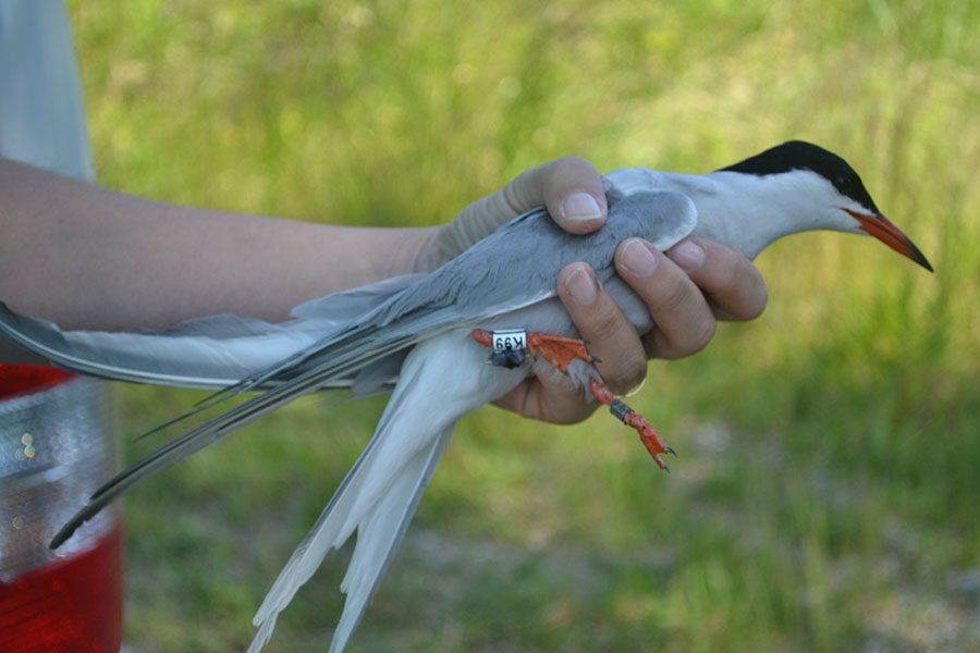 U Rakitju obitava najvea hrvatska kolonija jedne ptice selice
