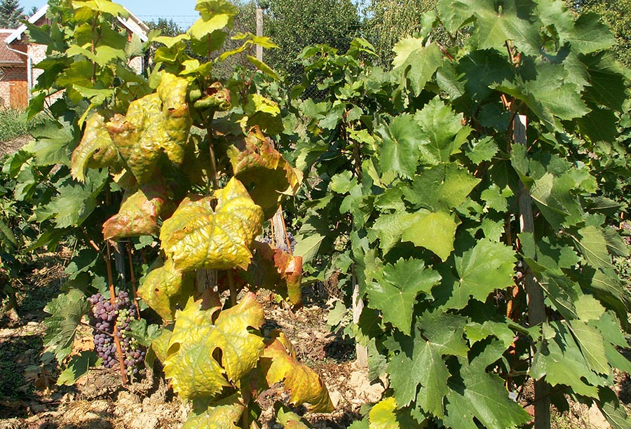Samoborska vinogradarsko vinarska udruga aktivno eka proljee