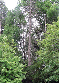 Osueno drvee u Wagnerovom parku prijeti