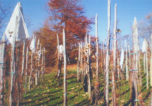 Ljubitelji Parka prirode umberak  Samoborsko gorje pozivaju vlasnika vinograda da oisti svoj vinograd 