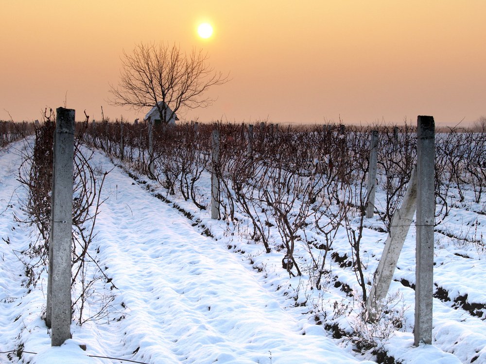 Jesensko-zimska gnojidba vinograda i voaka  