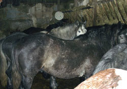 Nakon primljene SMS poruke posjetili smo konje koji kod Gabrovice ne ive nimalo lagodnim ivotom