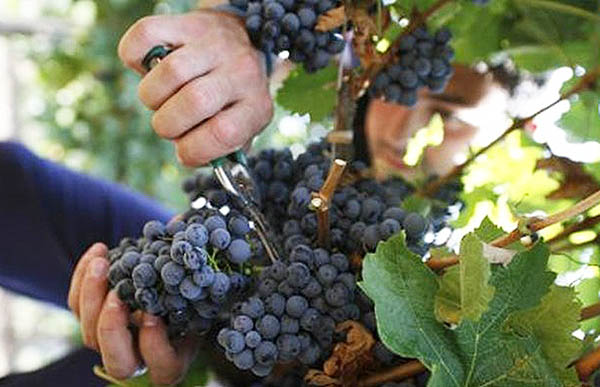 Vinogradari i vinari najavljuju dobru vinsku godinu